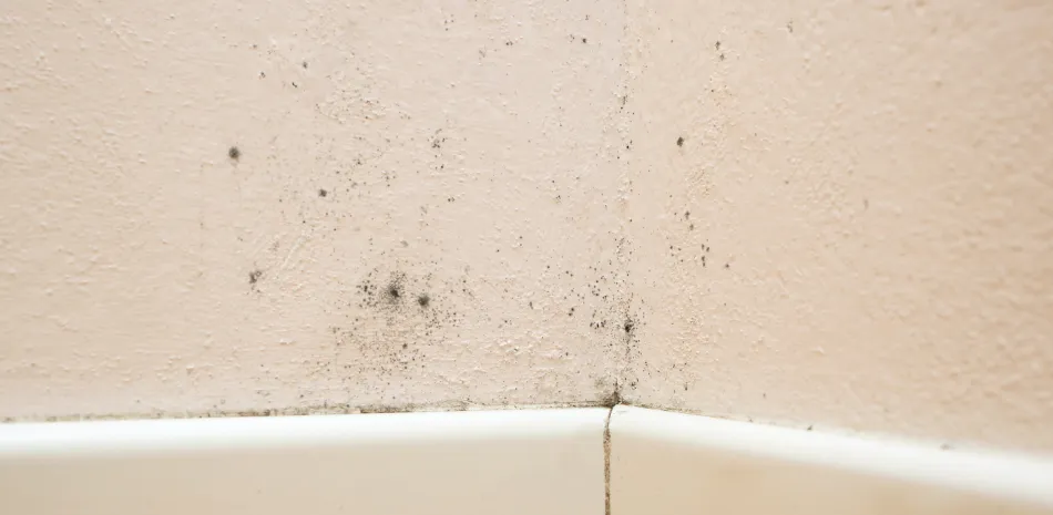 mold remediation remove